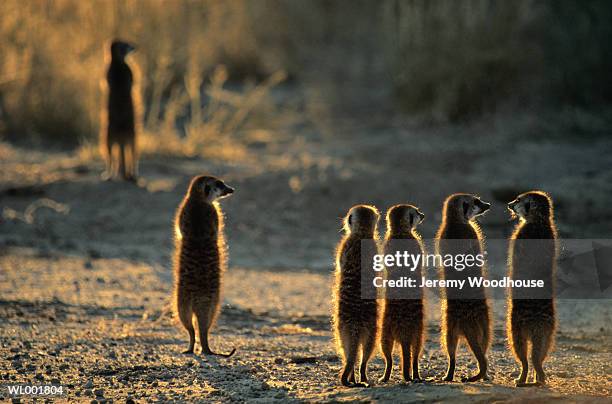 meerkats - parc transfrontalier du kgalagadi photos et images de collection