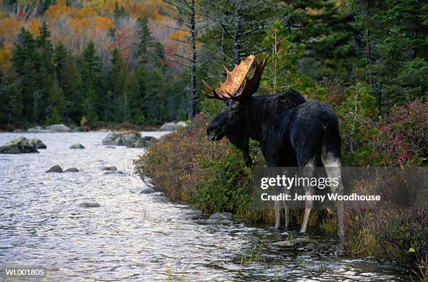 moose - martin schulz gives statement as possibility of grand coalition grows stockfoto's en -beelden