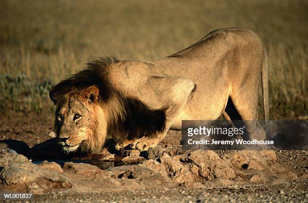 lion crouching - prowling stock pictures, royalty-free photos & images