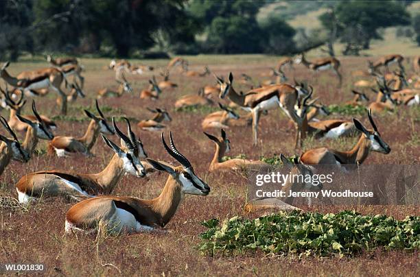 springbok herd resting - parc transfrontalier du kgalagadi photos et images de collection