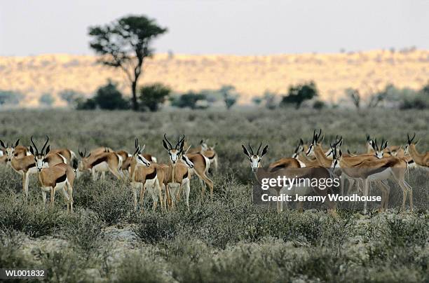 springbok herd - parc transfrontalier du kgalagadi photos et images de collection