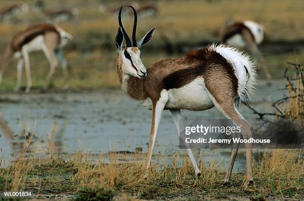 Pink Springbok Picture 2,748 Springbok (Antelope) Stock Photos, High-Res Pictures, and Images ...