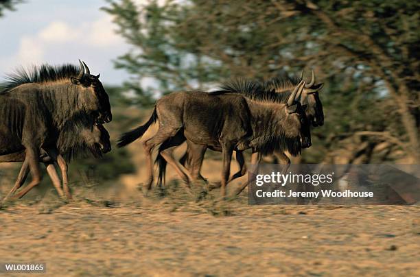 wildebeest herd - wildebeest stampede stock pictures, royalty-free photos & images