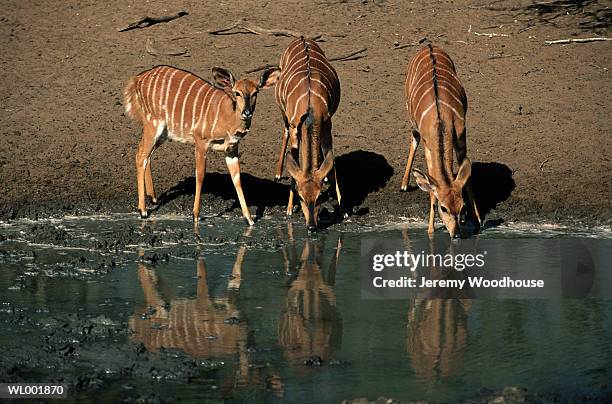 nyala drinking from water hole - from to stock pictures, royalty-free photos & images