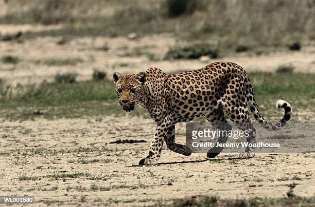 leopard - prowling stock pictures, royalty-free photos & images