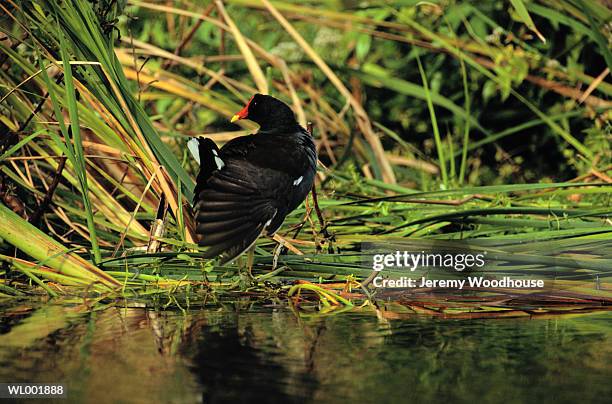 moorhen - moorhen stock pictures, royalty-free photos & images