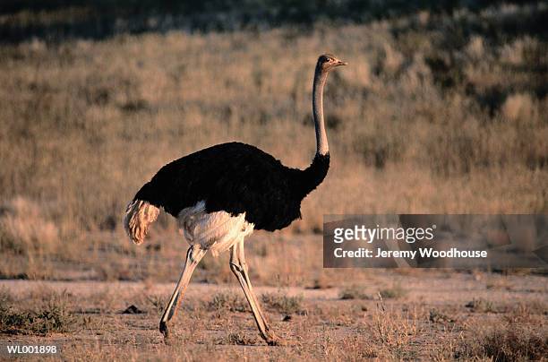 ostrich - flightless bird stock-fotos und bilder