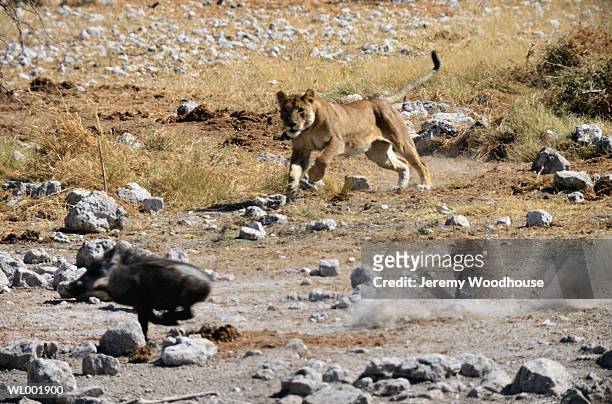 lion chasing warthog - food chain stock-fotos und bilder