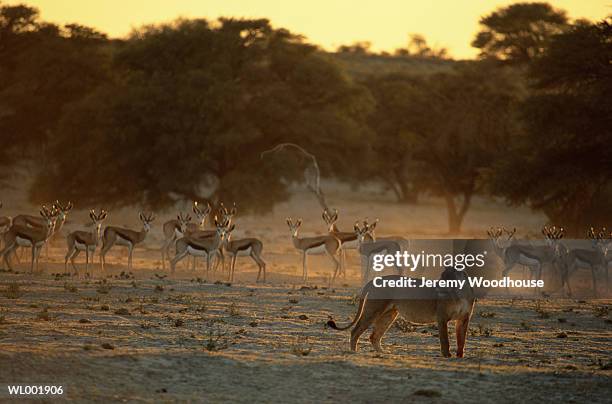 lion and springbok - kalahari gemsbok national park stock pictures, royalty-free photos & images