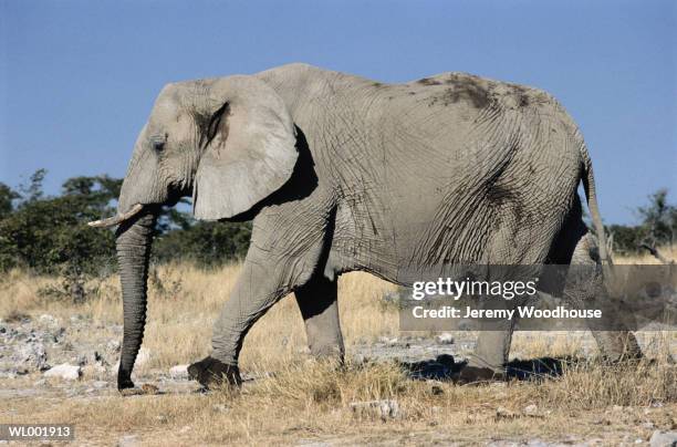 african elephant - martin schulz gives statement as possibility of grand coalition grows stockfoto's en -beelden