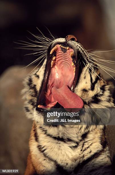 tiger yawn - djurtunga bildbanksfoton och bilder