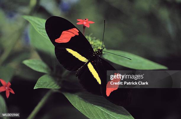 butterfly - animal limb stock pictures, royalty-free photos & images