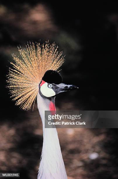 gray-crowned crane - gru coronata grigia foto e immagini stock