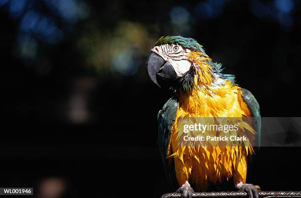 blue and yellow macaw parrot (ara ararauna) - blue and yellow macaw stock pictures, royalty-free photos & images