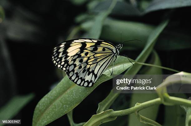 Butterfly High-Res Stock Photo