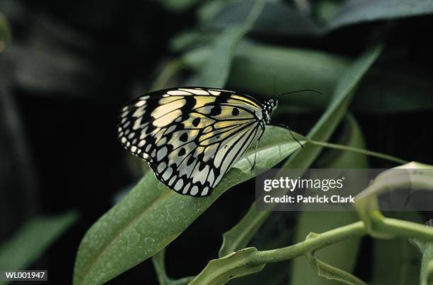 butterfly - animal limb stock pictures, royalty-free photos & images