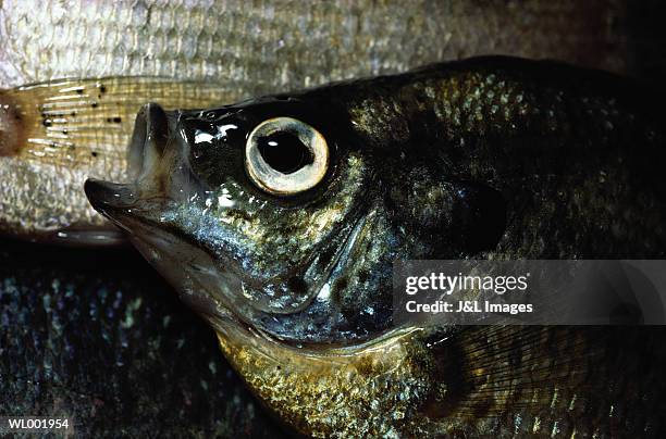 bluegills - solidarity with charlottesville rallies are held across the country in wake of death after alt right rally last week stockfoto's en -beelden