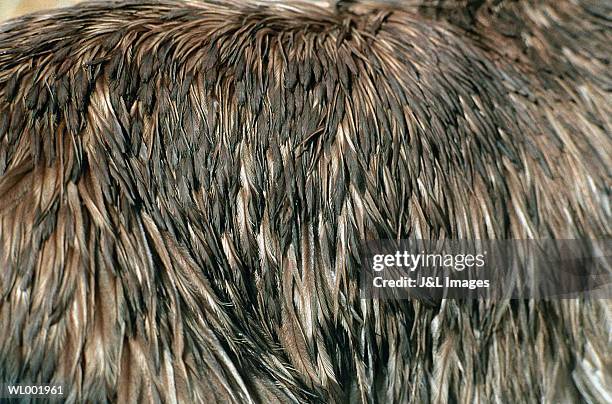 emu feathers - oiseau qui ne vole pas photos et images de collection