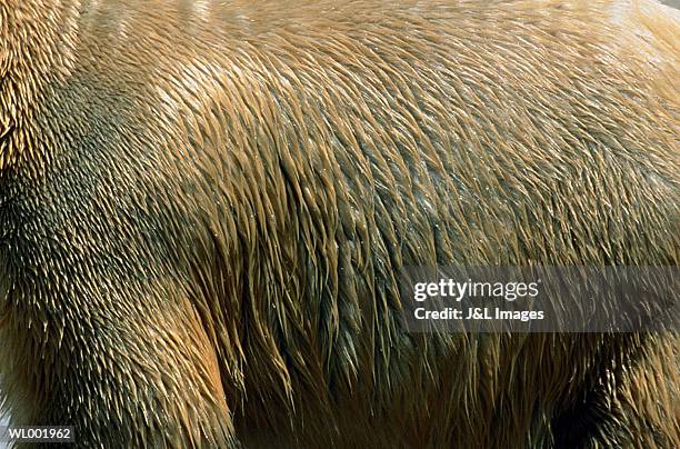 polar bear skin - skin stock-fotos und bilder