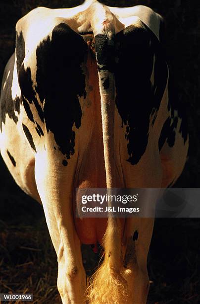 dairy cow - years since the birth of benazir bhutto the 1st female leader of a muslim country stockfoto's en -beelden