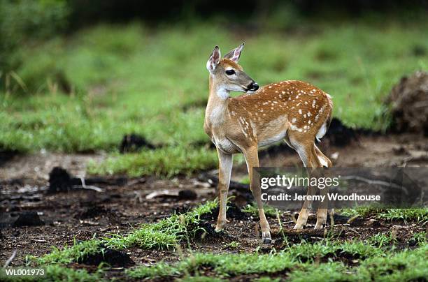 fawn - deer family stockfoto's en -beelden