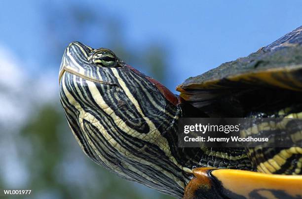 red-eared slider turtle, close-up - slider turtle stock pictures, royalty-free photos & images