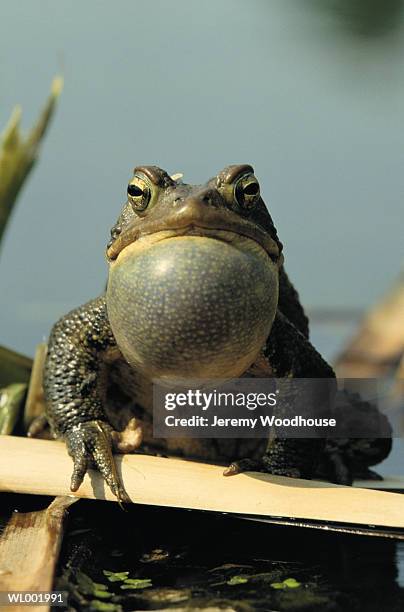 calling toad - animal sound stock pictures, royalty-free photos & images