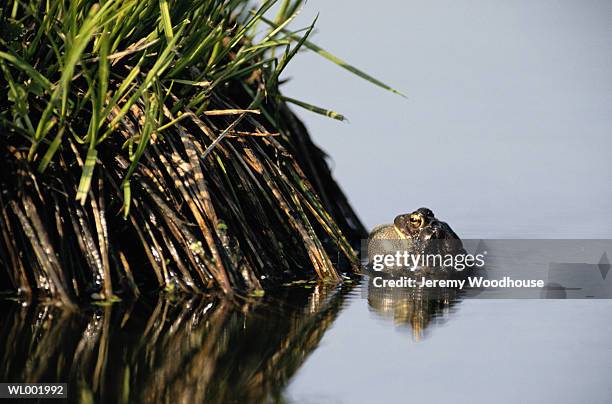 calling toad - reed bed stock pictures, royalty-free photos & images