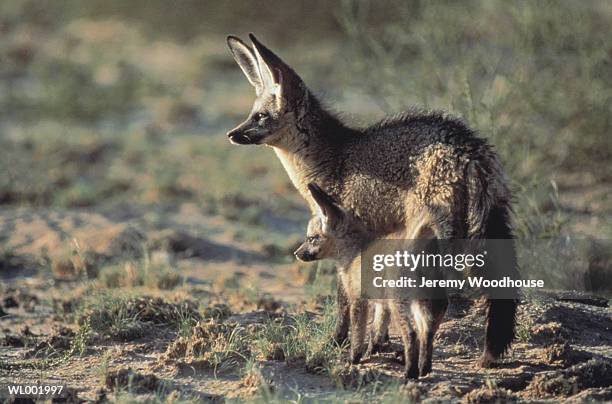 bat eared fox and cub - カラハリトランスフロンティア公園 ストックフォトと画像