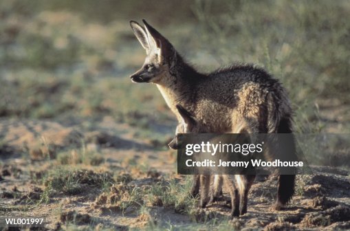 Bat Eared Fox and Cub Bat Eared Fox and Cub