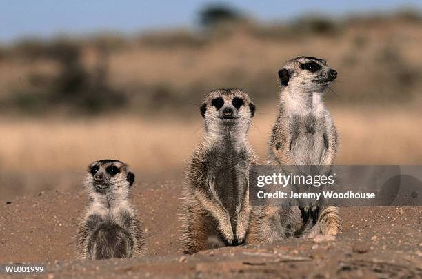 meerkat trio - kalahari gemsbok nationalpark bildbanksfoton och bilder