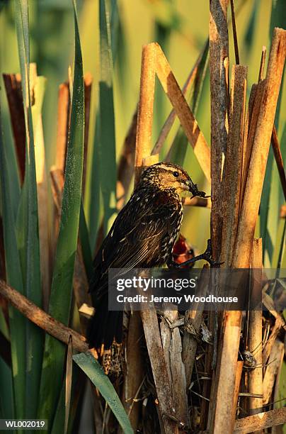 female blackbird - rietkraag stockfoto's en -beelden