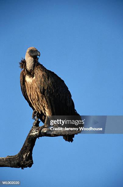 white backed vulture - backed stock pictures, royalty-free photos & images