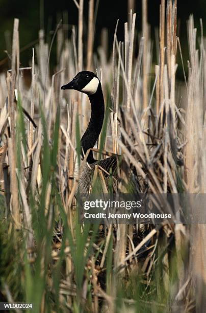 canada goose - reed bed stock pictures, royalty-free photos & images