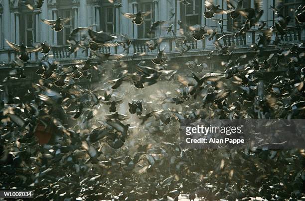 flock of pigeons (columbidae) taking off (blurred motion) - hundreds of super hero fans line up early as dc entertainment launches new era of comic books stockfoto's en -beelden