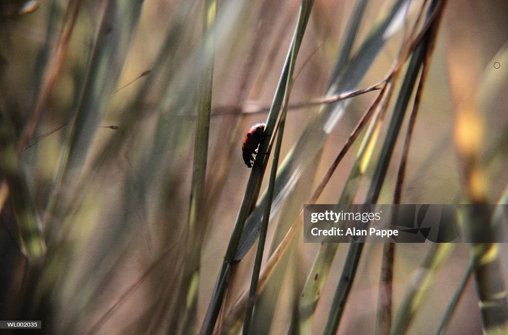 Ladybird beetle (coccinellidae) crawling on blade of grass, close-up