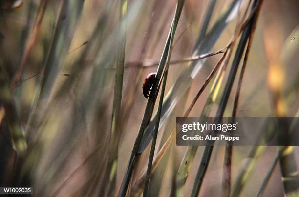 ladybird beetle (coccinellidae) crawling on blade of grass, close-up - blade photos et images de collection