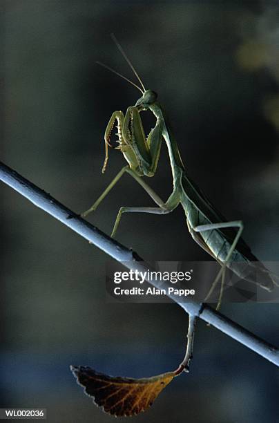 Mantis Rnd Photo Mantis Branch Photos and Premium High Res Pictures - Getty Images