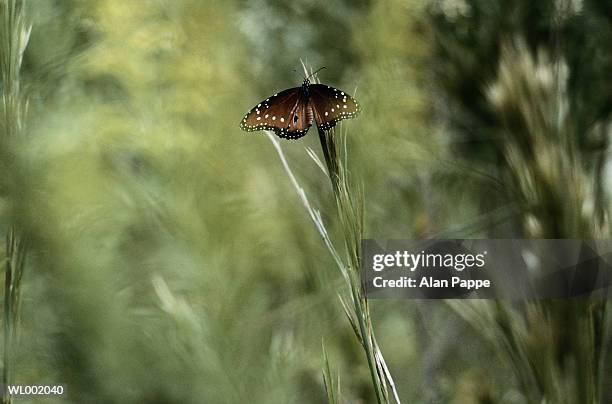 butterfly (lepidoptera) on grass - animal limb stock-fotos und bilder