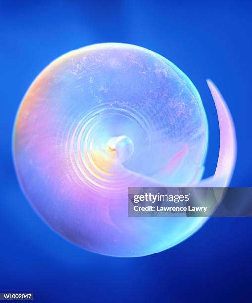 nautilus shell - cephalopod stock pictures, royalty-free photos & images