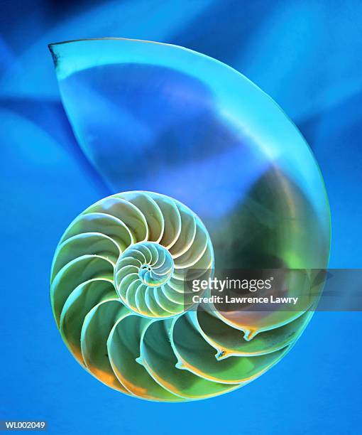 nautilus shell - lawrence bildbanksfoton och bilder
