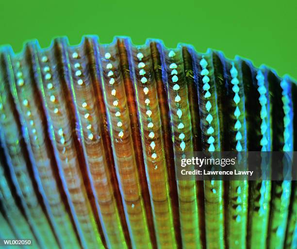 pecten shell - lawrence bildbanksfoton och bilder