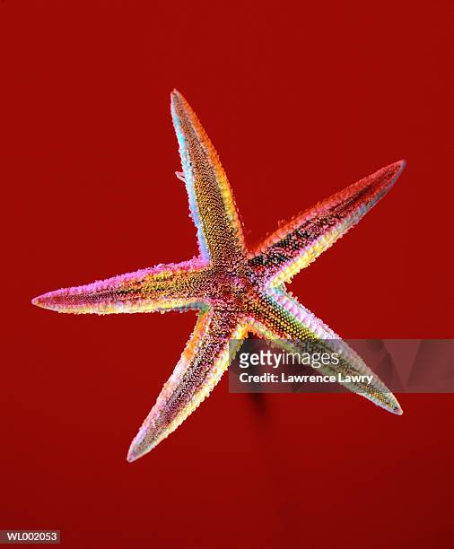 starfish - echinoderm stockfoto's en -beelden