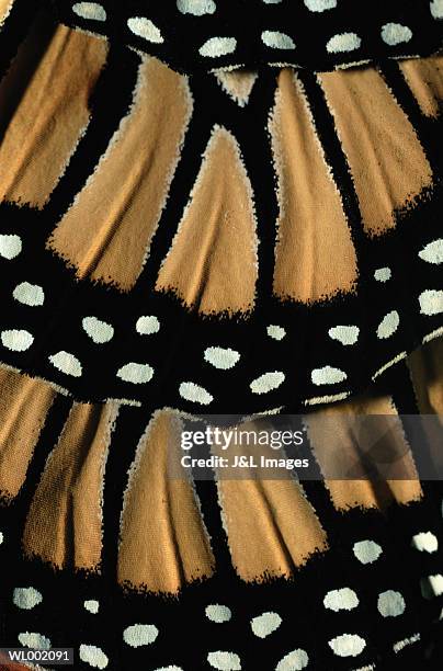 butterfly wing detail - animal limb stock pictures, royalty-free photos & images