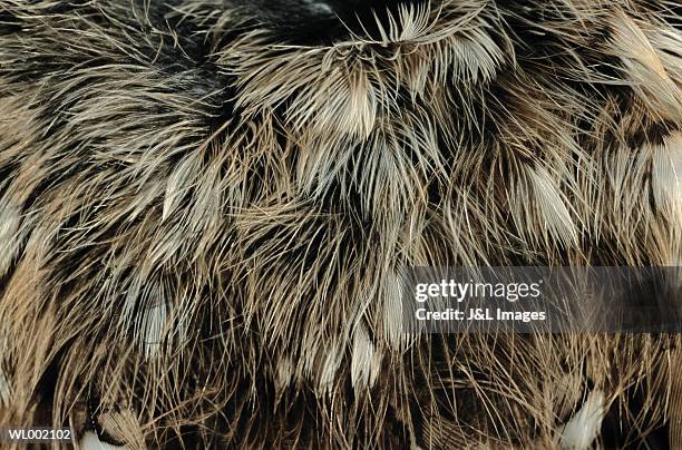 grouse feather close-up - thousands of british and irish students descend on spanish town for saloufest stockfoto's en -beelden