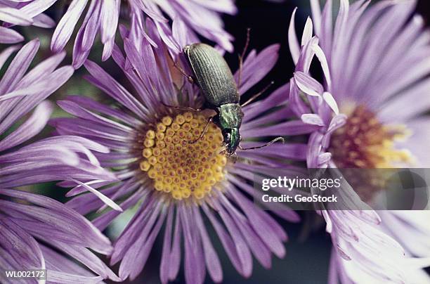 blister beetle - parte da flor - fotografias e filmes do acervo