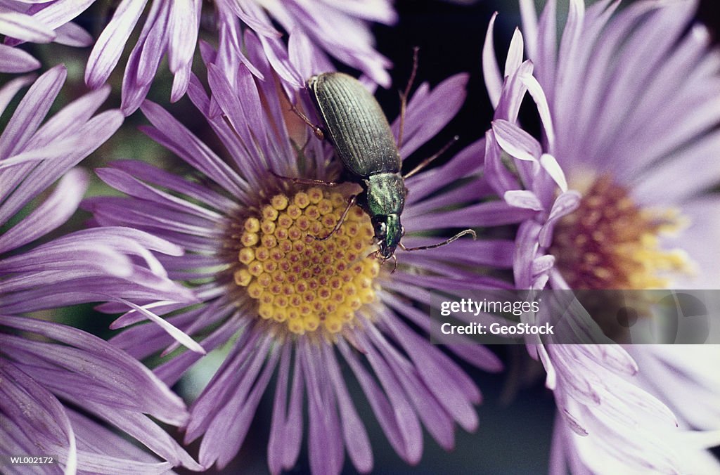 Blister Beetle