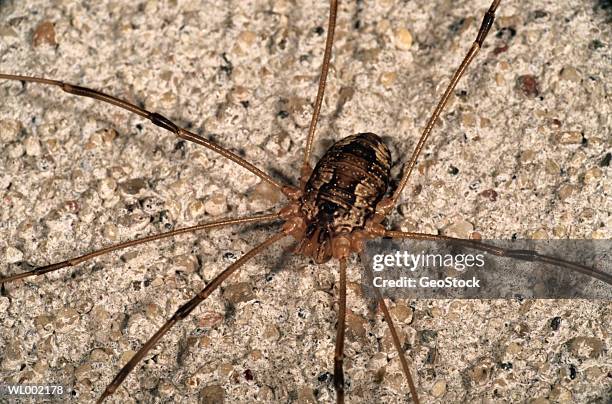 daddy longlegs spider - arachnid stock pictures, royalty-free photos & images