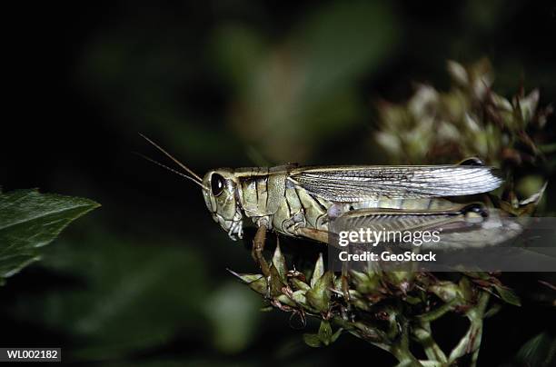 grasshopper - geostock stock pictures, royalty-free photos & images