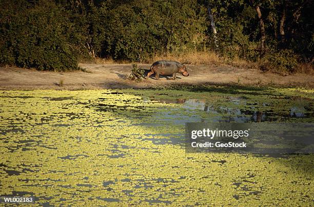 hippopotamus - geostock stock pictures, royalty-free photos & images